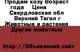 Продам козу Возраст 3 года, › Цена ­ 4 000 - Свердловская обл., Верхний Тагил г. Животные и растения » Другие животные   